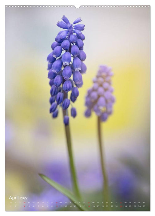 NATUR PUR Kleine Blumen am Wegesrand (CALVENDO Premium Wandkalender 2027)