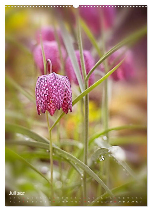 NATUR PUR Kleine Blumen am Wegesrand (CALVENDO Premium Wandkalender 2027)
