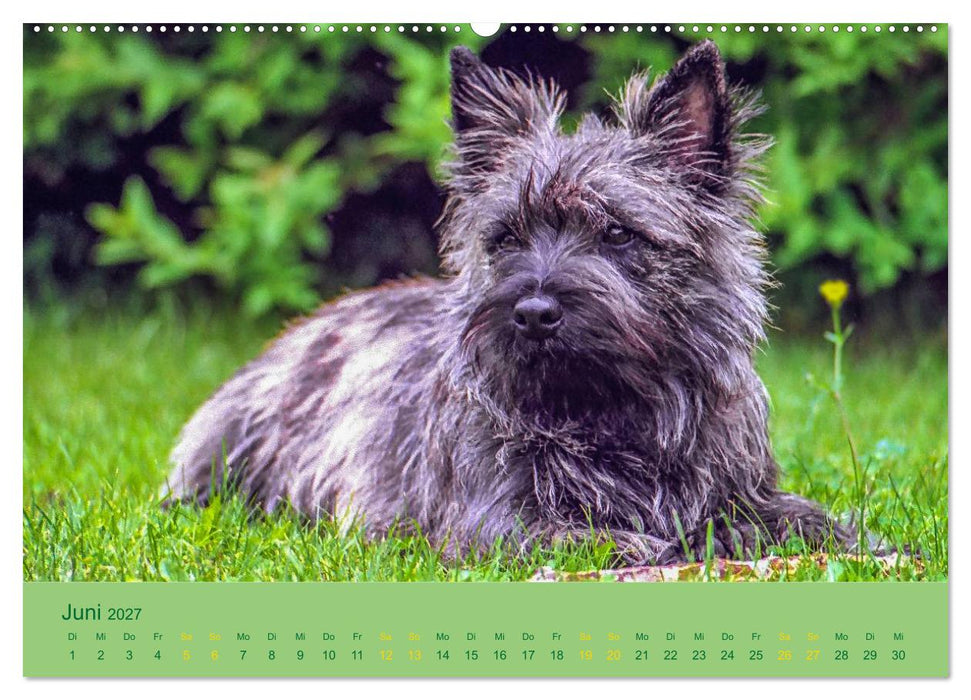 Cairns Forever (CALVENDO Premium Wandkalender 2027)