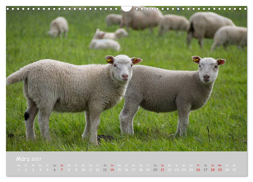 Ganz schön Schaf (CALVENDO Wandkalender 2027)
