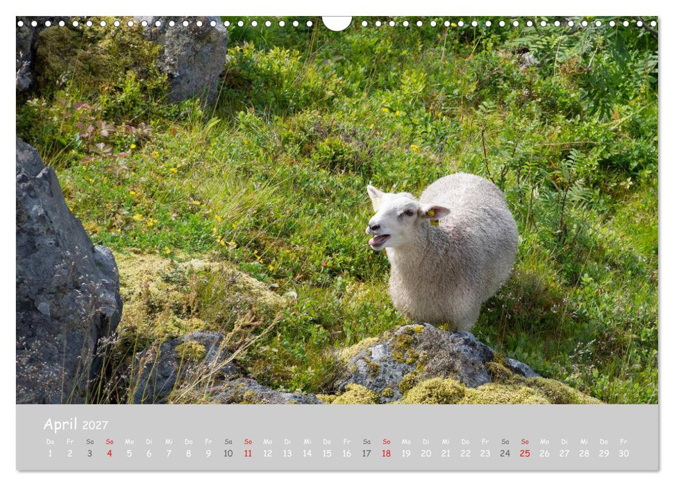 Ganz schön Schaf (CALVENDO Wandkalender 2027)