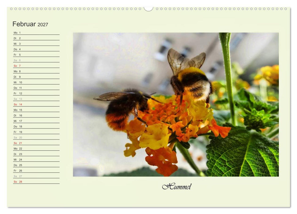 Blaue Holzbiene – Hummel – und Taubenschwänzchen. (CALVENDO Premium Wandkalender 2027)