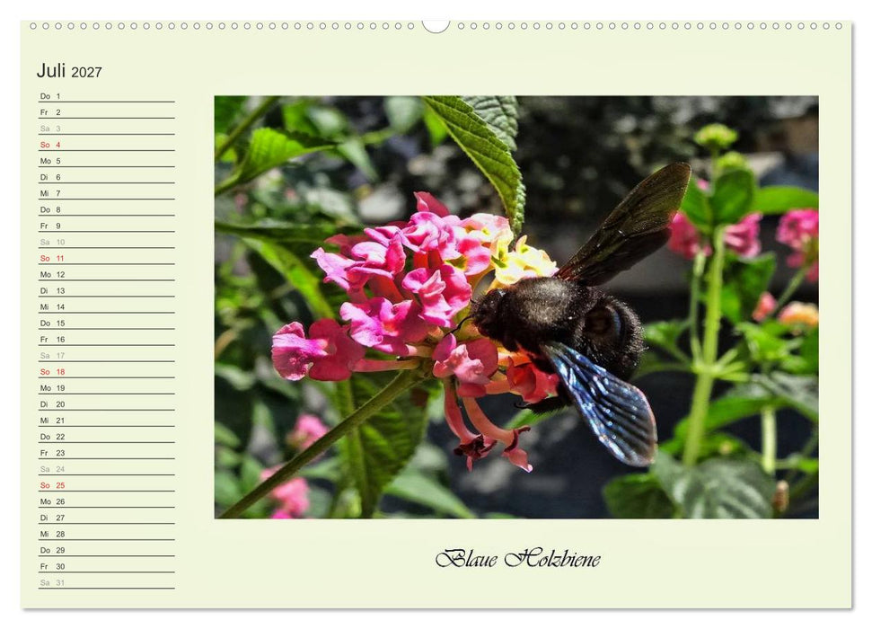 Blaue Holzbiene – Hummel – und Taubenschwänzchen. (CALVENDO Premium Wandkalender 2027)