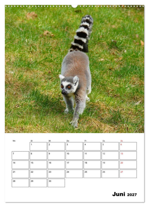 Katta Terminplaner (CALVENDO Premium Wandkalender 2027)