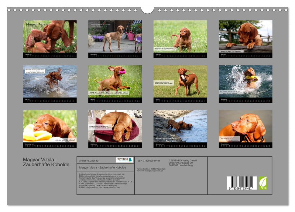 Magyar Vizsla - Zauberhafte Kobolde (CALVENDO Wandkalender 2027)