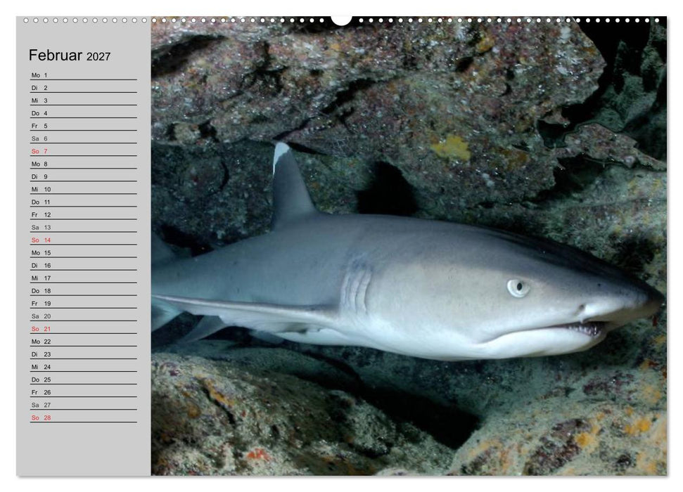 Haie (CALVENDO Premium Wandkalender 2027)