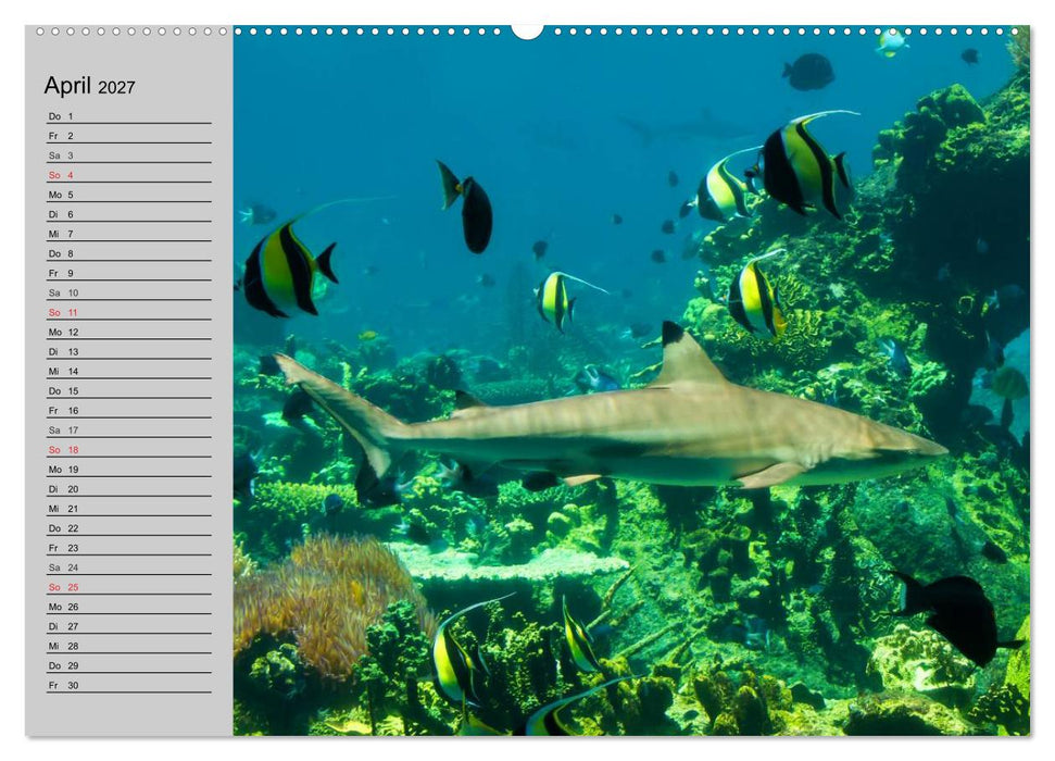Haie (CALVENDO Premium Wandkalender 2027)