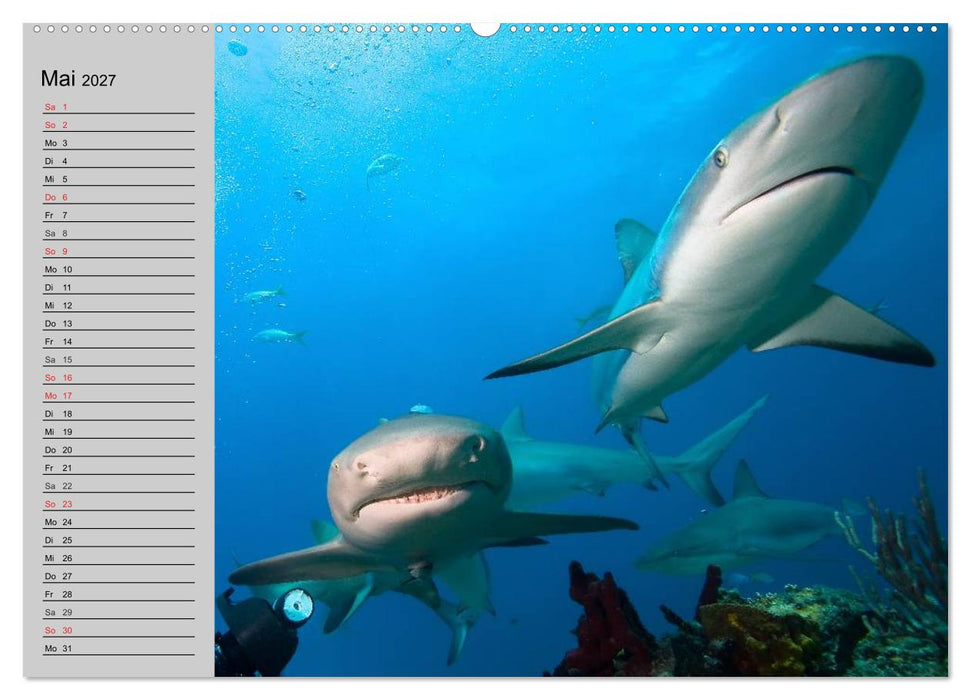 Haie (CALVENDO Premium Wandkalender 2027)