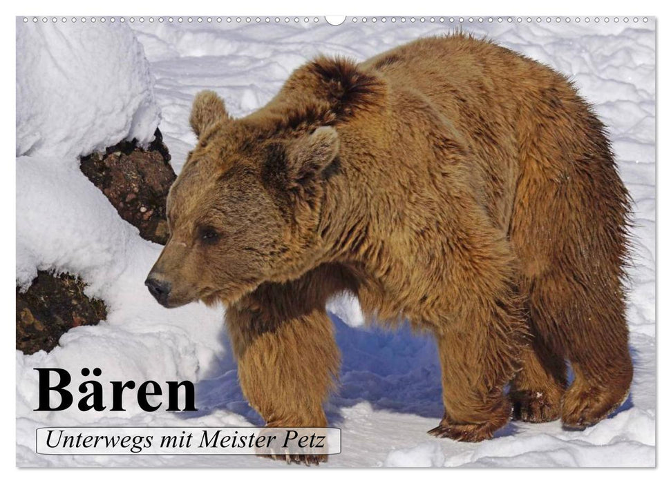 Bären. Unterwegs mit Meister Petz (CALVENDO Wandkalender 2027)