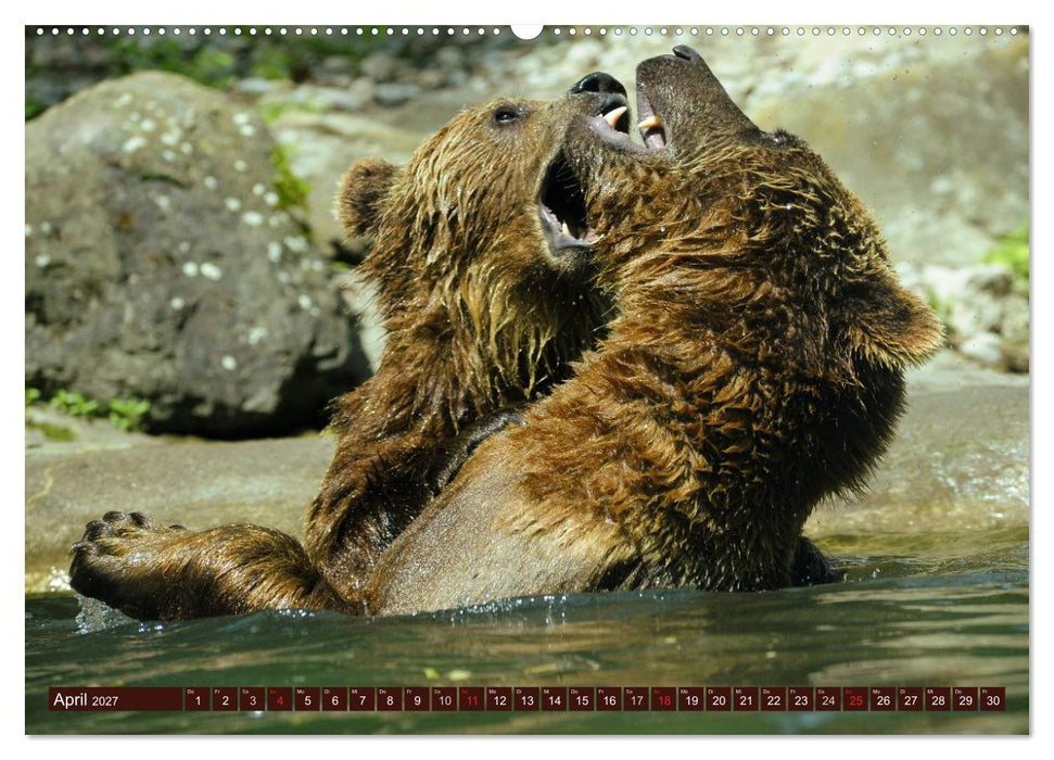 Bären. Unterwegs mit Meister Petz (CALVENDO Wandkalender 2027)