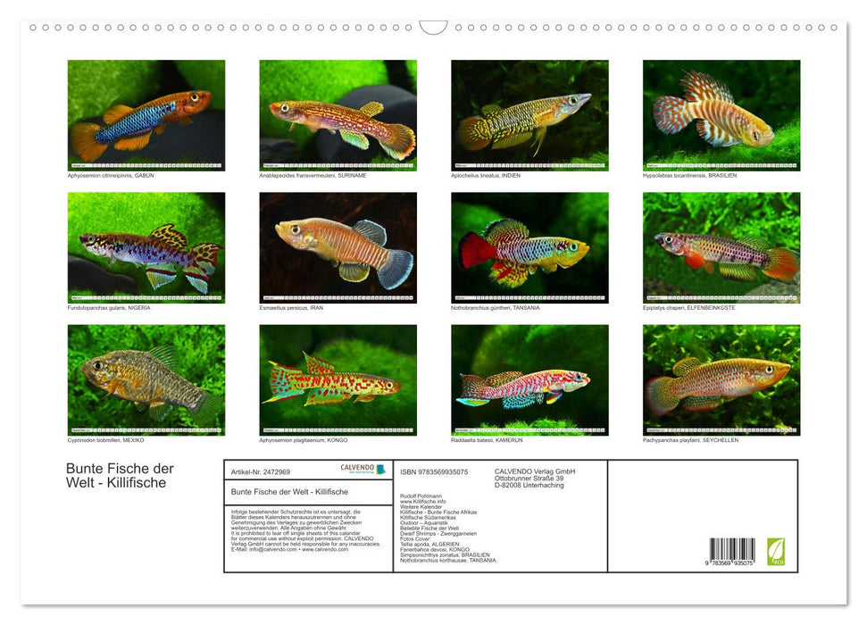 Bunte Fische der Welt - Killifische (CALVENDO Wandkalender 2027)