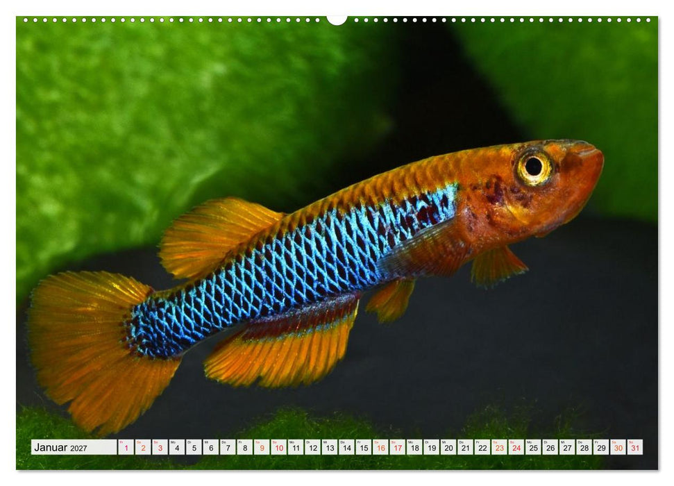 Bunte Fische der Welt - Killifische (CALVENDO Wandkalender 2027)
