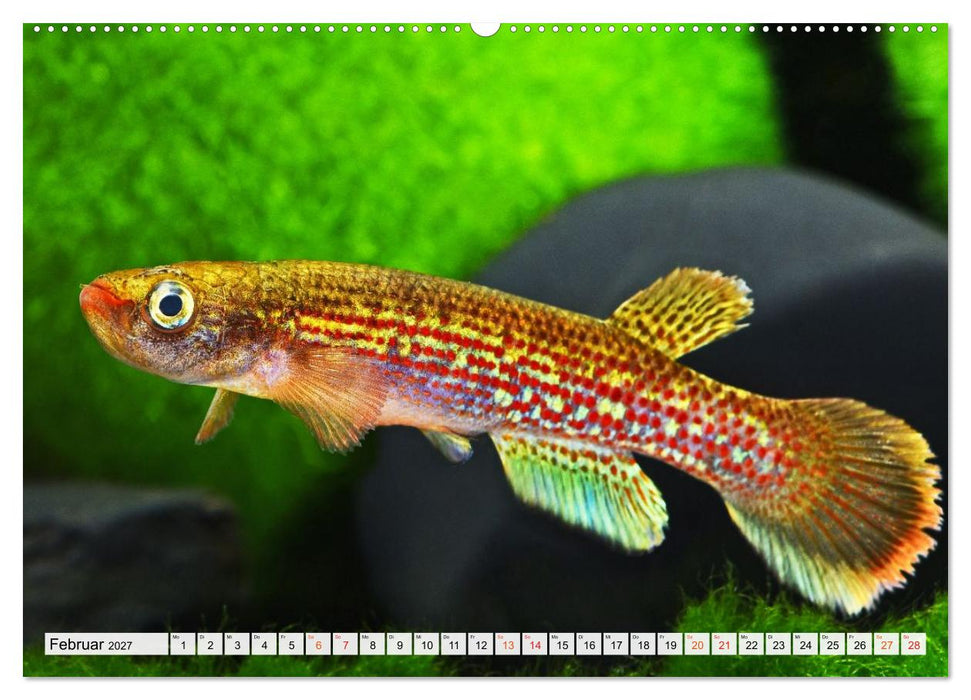 Bunte Fische der Welt - Killifische (CALVENDO Wandkalender 2027)