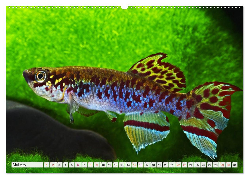 Bunte Fische der Welt - Killifische (CALVENDO Wandkalender 2027)