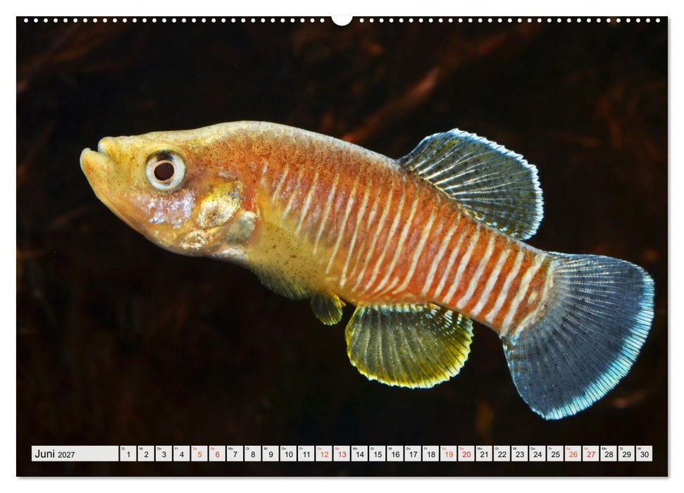 Bunte Fische der Welt - Killifische (CALVENDO Wandkalender 2027)