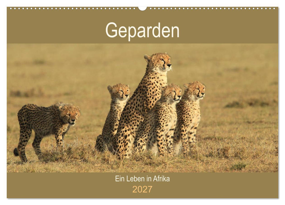 Geparden - Ein Leben in Afrika (CALVENDO Wandkalender 2027)