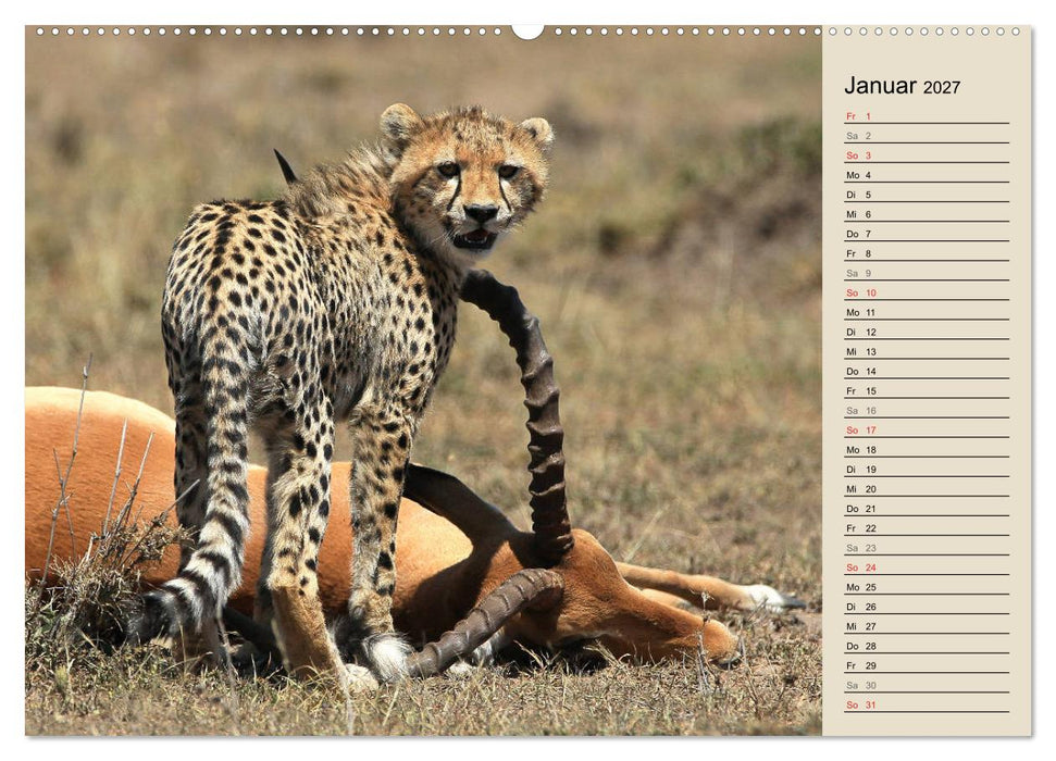 Geparden - Ein Leben in Afrika (CALVENDO Wandkalender 2027)