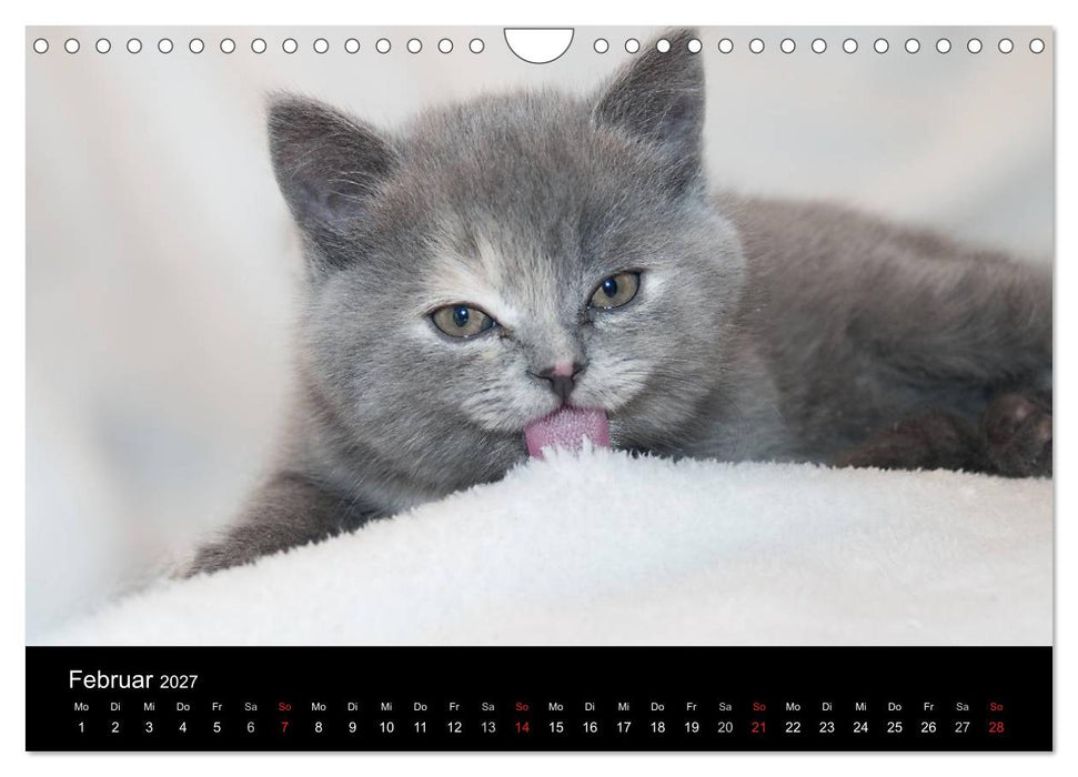 Haustiger - Ein Katzenkalender (CALVENDO Wandkalender 2027)