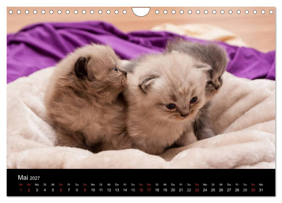 Haustiger - Ein Katzenkalender (CALVENDO Wandkalender 2027)