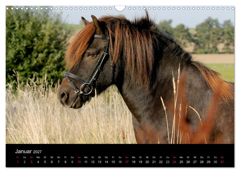 Faszinierende Pferde 2027 (CALVENDO Wandkalender 2027)