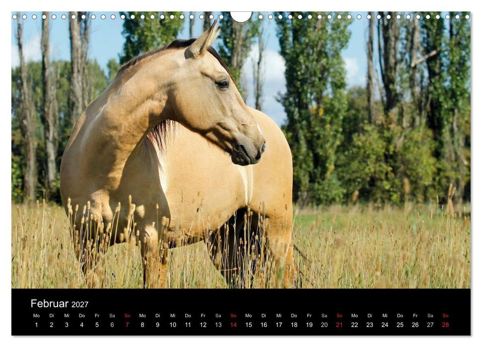 Faszinierende Pferde 2027 (CALVENDO Wandkalender 2027)