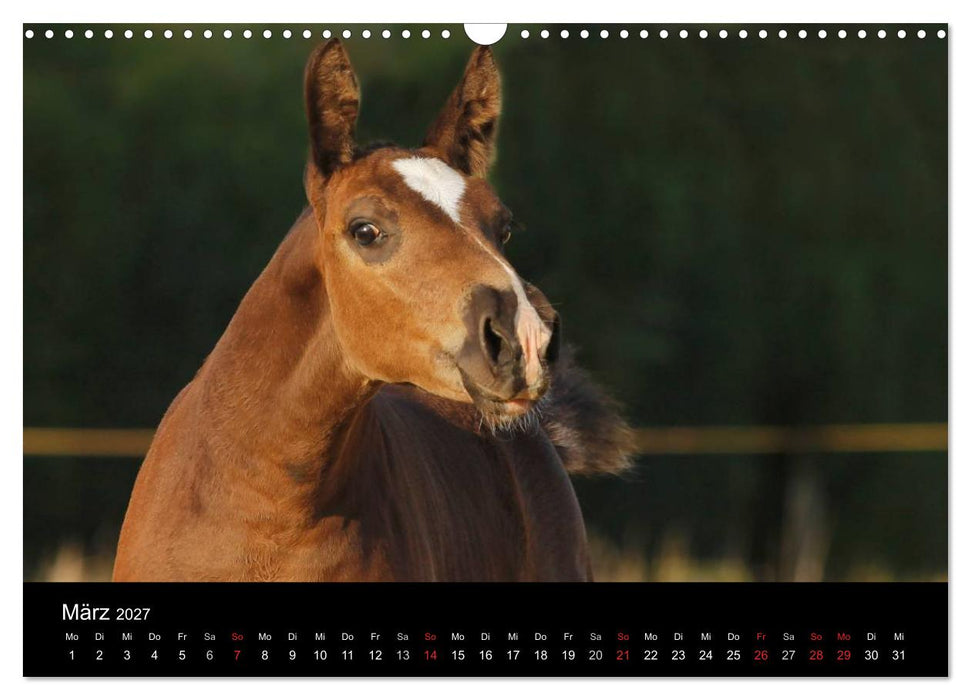 Faszinierende Pferde 2027 (CALVENDO Wandkalender 2027)