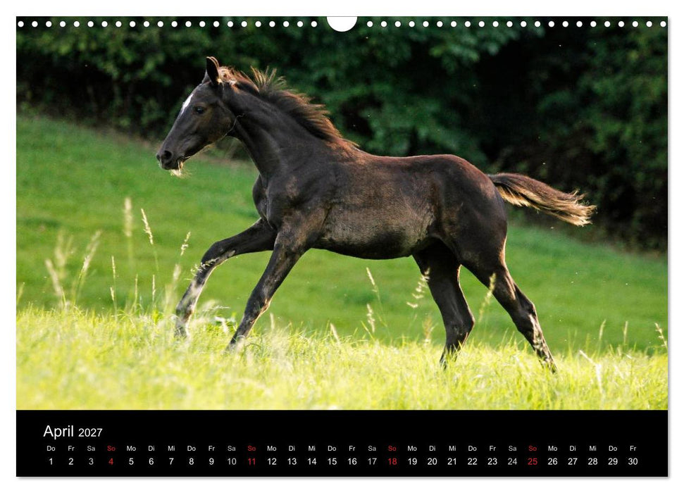 Faszinierende Pferde 2027 (CALVENDO Wandkalender 2027)