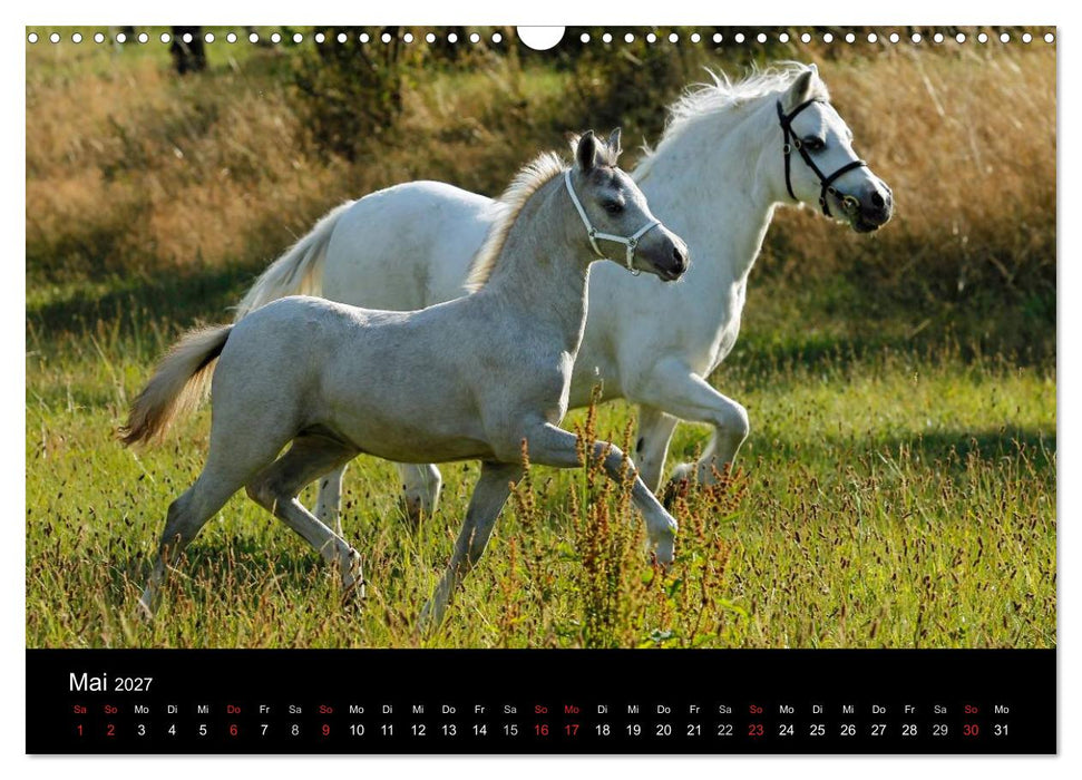 Faszinierende Pferde 2027 (CALVENDO Wandkalender 2027)