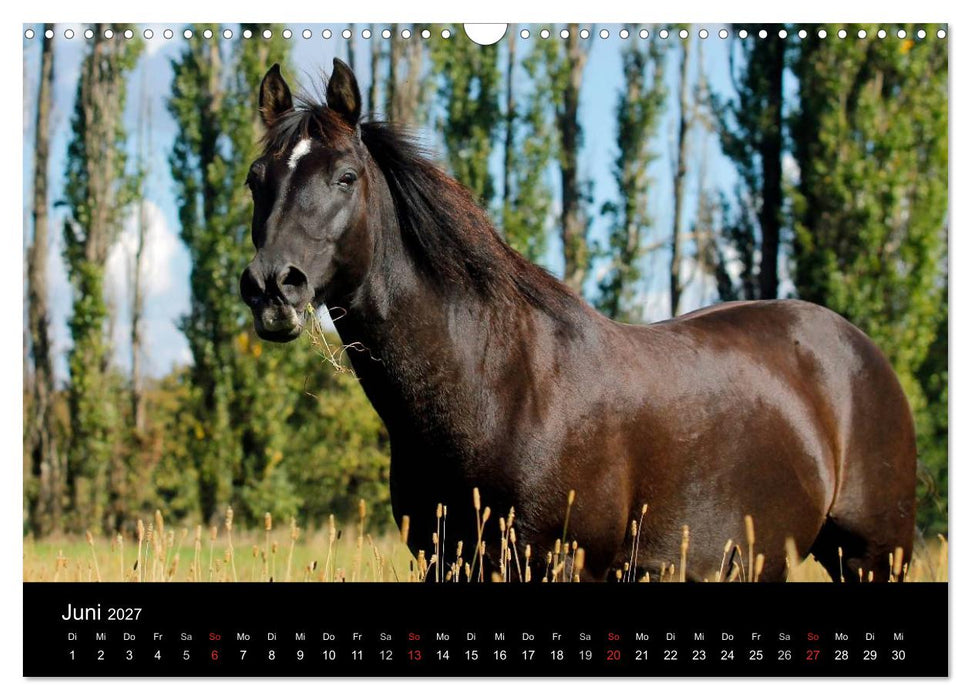 Faszinierende Pferde 2027 (CALVENDO Wandkalender 2027)