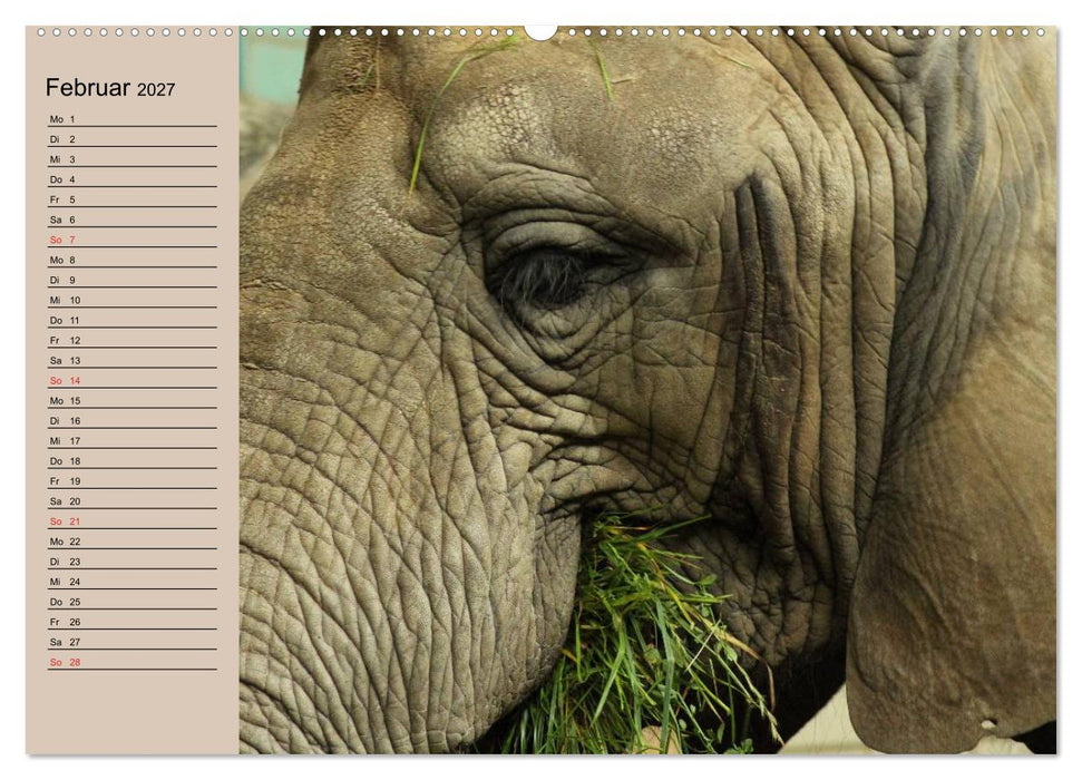 Elefanten. Sensible Rüsseltiere (CALVENDO Wandkalender 2027)