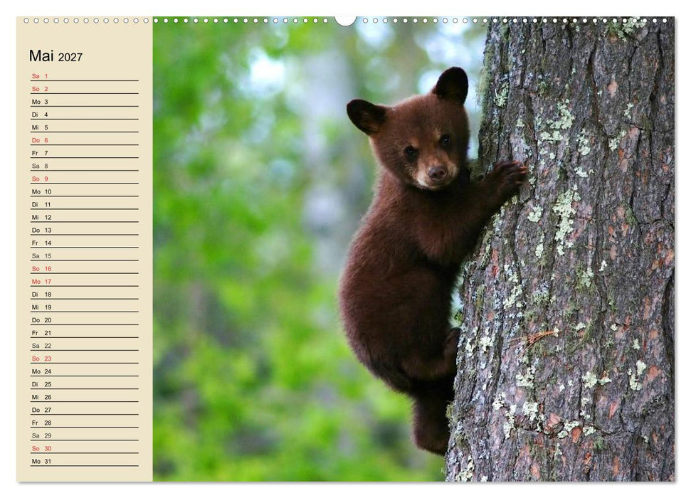 Bären (CALVENDO Premium Wandkalender 2027)