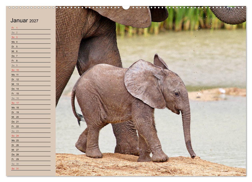 Afrikas wildes Kinderzimmer (CALVENDO Wandkalender 2027)