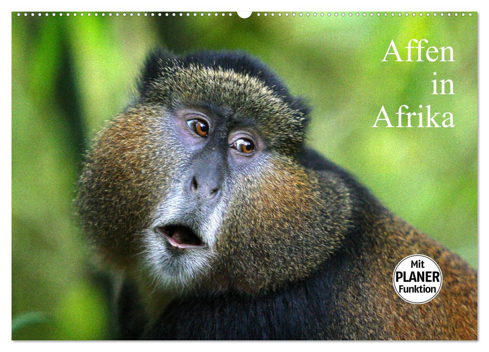Affen in Afrika (CALVENDO Wandkalender 2027)