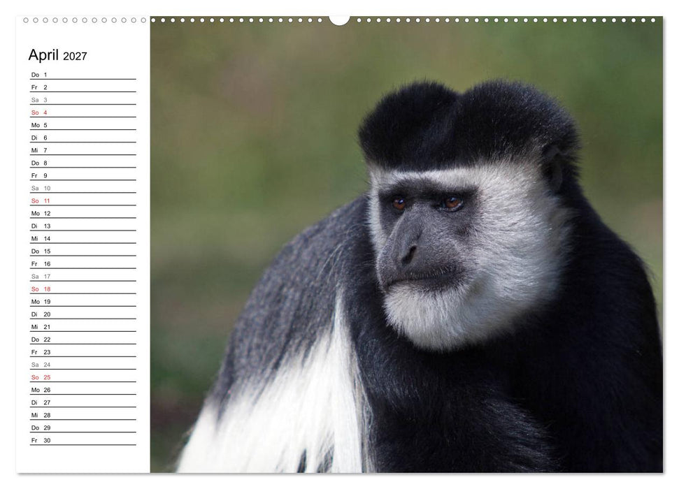 Affen in Afrika (CALVENDO Wandkalender 2027)