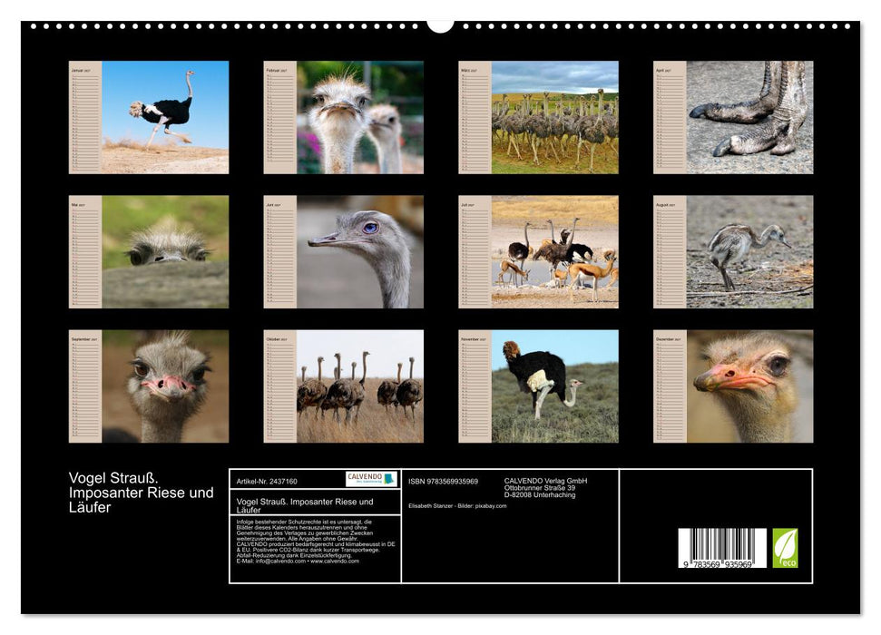 Vogel Strauß. Imposanter Riese und Läufer (CALVENDO Premium Wandkalender 2027)