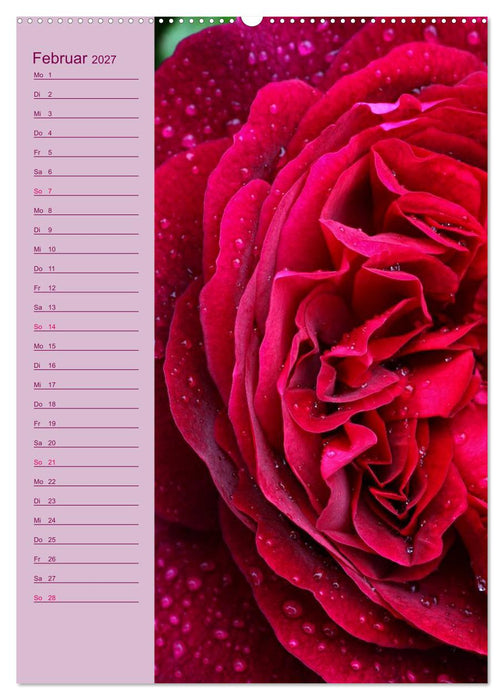 Rosen Symphonie (CALVENDO Wandkalender 2027)