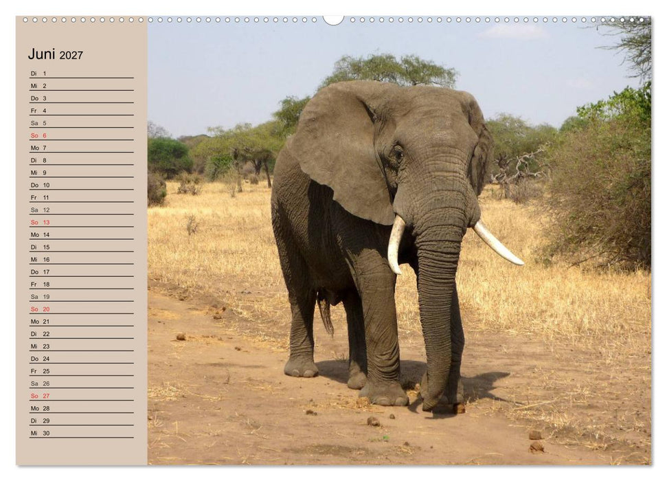 Elefanten in freier Wildbahn (CALVENDO Premium Wandkalender 2027)