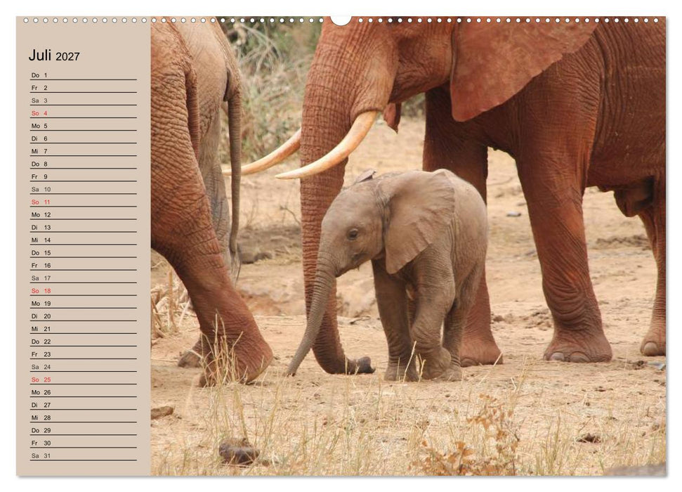 Elefanten in freier Wildbahn (CALVENDO Premium Wandkalender 2027)