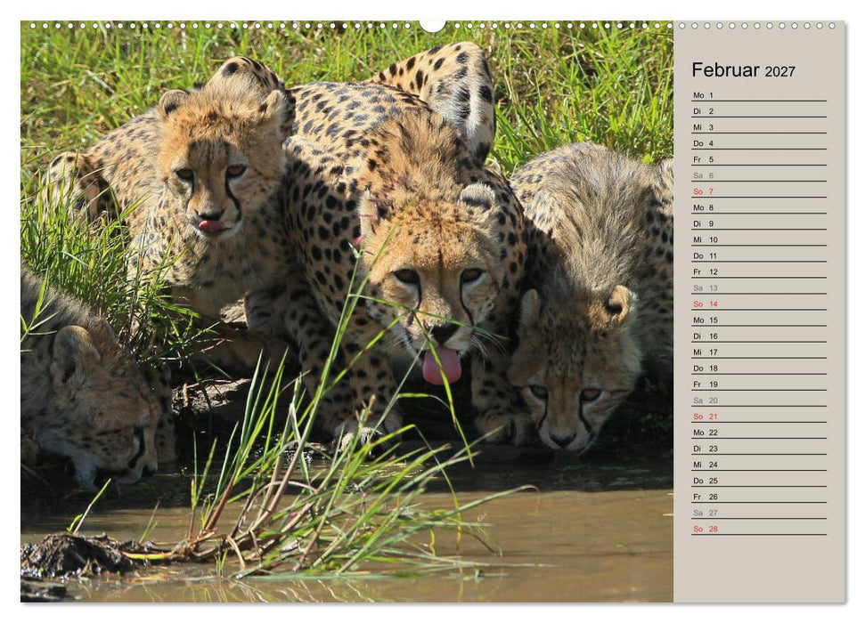 Geparden - Ein Leben in Afrika (CALVENDO Premium Wandkalender 2027)