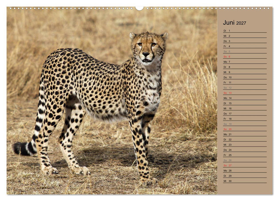 Geparden - Ein Leben in Afrika (CALVENDO Premium Wandkalender 2027)