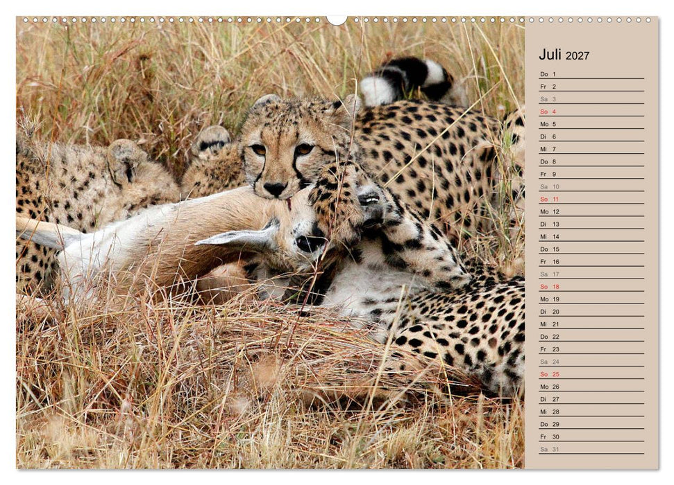 Geparden - Ein Leben in Afrika (CALVENDO Premium Wandkalender 2027)
