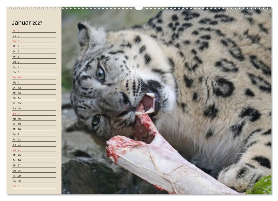 Schneeleoparden. Geschmeidige Gebirgsjäger (CALVENDO Wandkalender 2027)