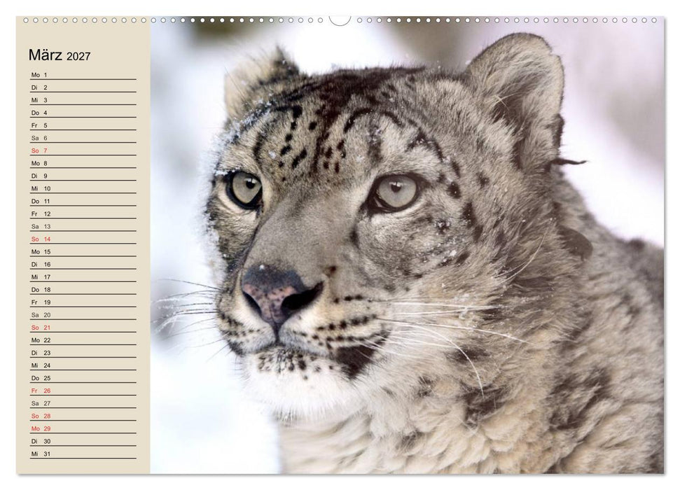 Schneeleoparden. Geschmeidige Gebirgsjäger (CALVENDO Wandkalender 2027)