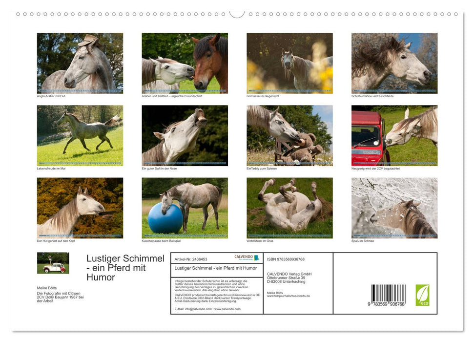 Lustiger Schimmel - ein Pferd mit Humor (CALVENDO Premium Wandkalender 2027)