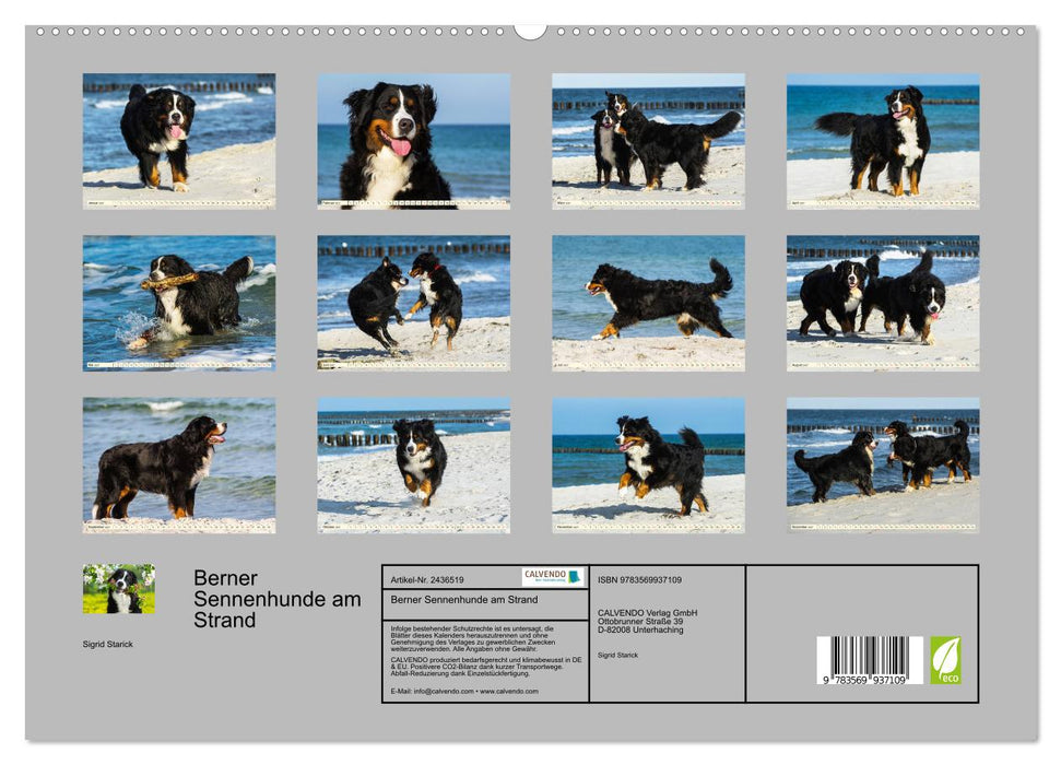 Berner Sennenhunde am Strand (CALVENDO Premium Wandkalender 2027)