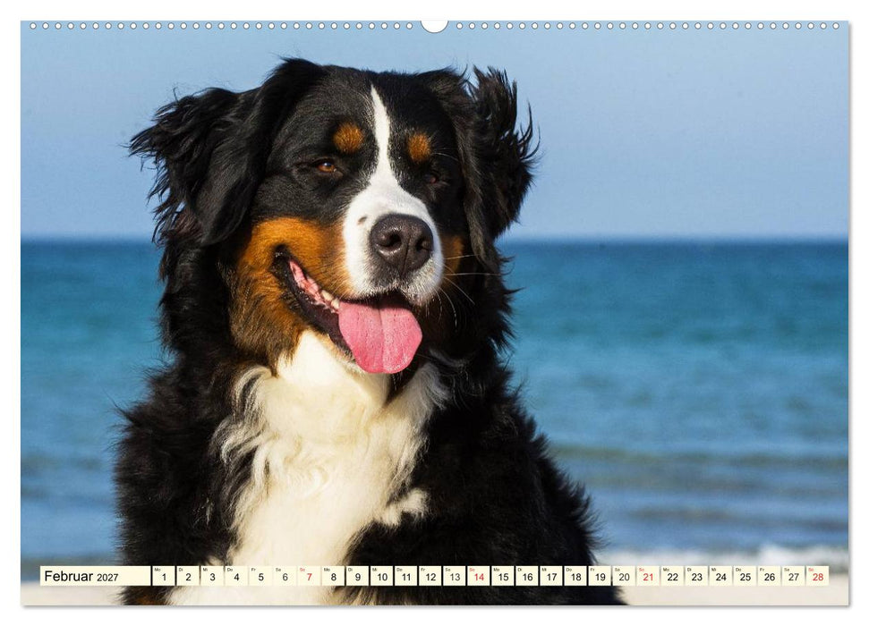 Berner Sennenhunde am Strand (CALVENDO Premium Wandkalender 2027)