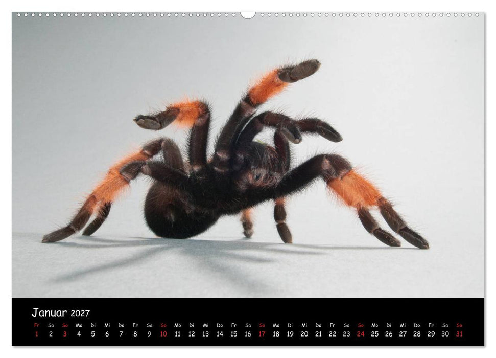Mystische Vogelspinnen (CALVENDO Premium Wandkalender 2027)