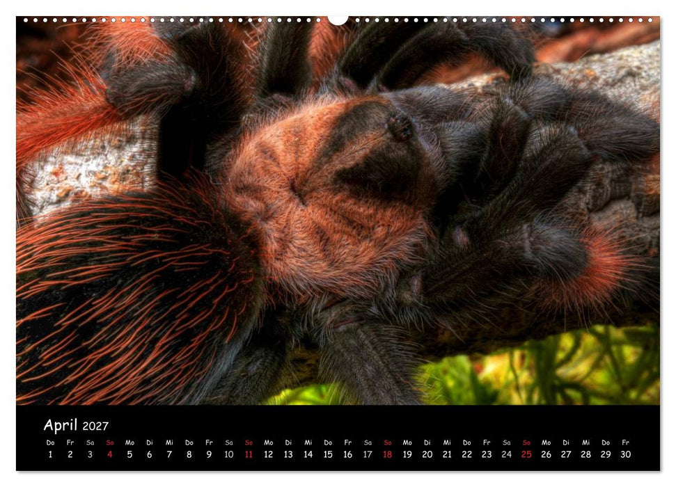 Mystische Vogelspinnen (CALVENDO Premium Wandkalender 2027)