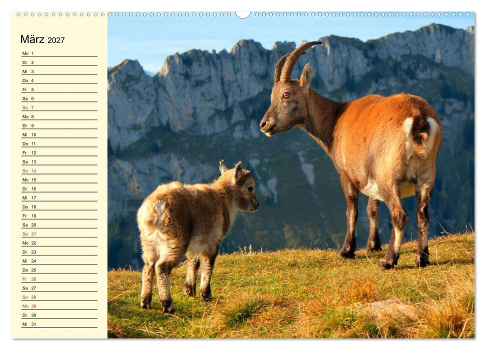 Ziegen. Lustige Ausbruchskünstler (CALVENDO Wandkalender 2027)