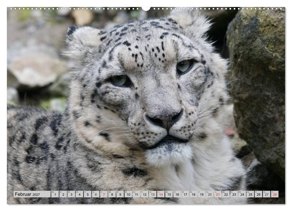 Schneeleoparden. Perfekte Raubkatzen-Schönheiten (CALVENDO Premium Wandkalender 2027)